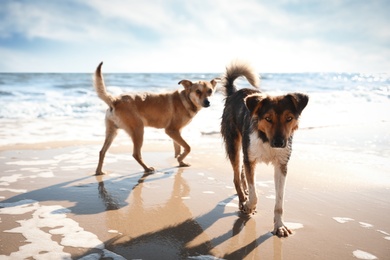 Stray dogs on sandy beach near sea