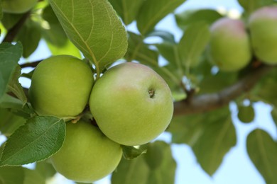 Photo of Fresh and ripe apples on tree branch, closeup. Space for text