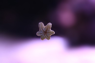Beautiful small sea star on aquarium glass, closeup