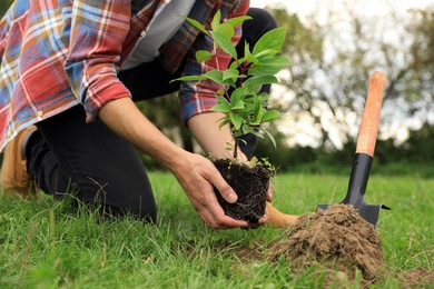 Man planting young green tree in garden, closeup