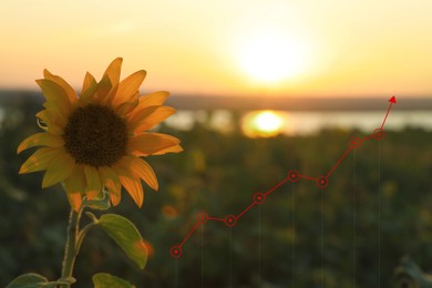 Sunflower and illustration of graph showing increase amount of harvest