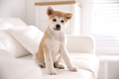 Adorable akita inu puppy sitting on sofa indoors