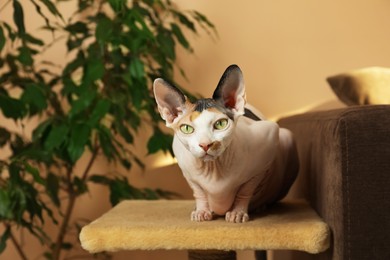 Photo of Adorable Sphynx cat on pet tree indoors