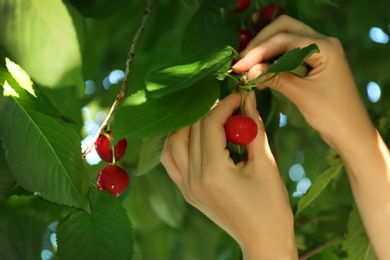 Woman picking tasty ripe cherries outdoors, closeup
