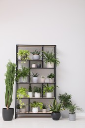 Shelving unit with many beautiful houseplants near white wall indoors. Interior design