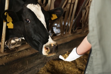Worker feeding cow with hay on farm, closeup. Animal husbandry