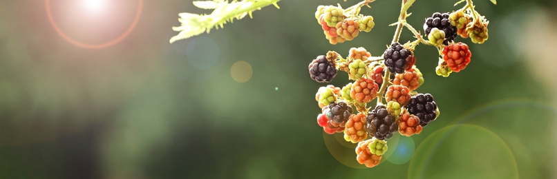 Ripening blackberries on branch against blurred background, closeup. Banner design with space for text