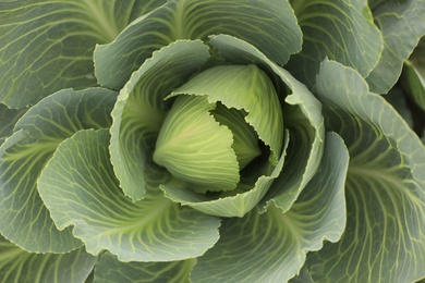 Cabbage as background, top view. Harvesting time