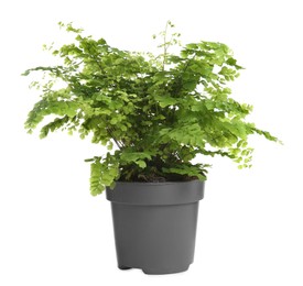 Beautiful fern in pot isolated on white