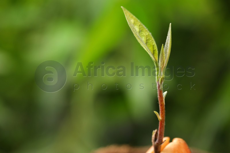 Photo of Avocado pit with sprout on blurred background. Space for text