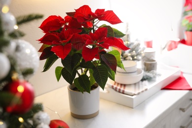 Beautiful Poinsettia on kitchen counter. Christmas decor