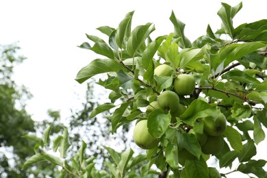 Photo of Green apples and leaves on tree branches in garden, low angle view