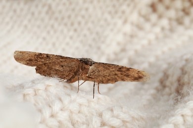 Photo of Alcis repandata moth on beige knitted sweater, closeup