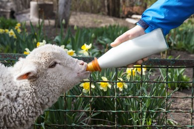 Photo of Man feeding lamb with milk in farmyard, closeup