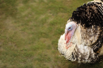 Photo of Domestic turkey on green grass, space for text. Poultry farming