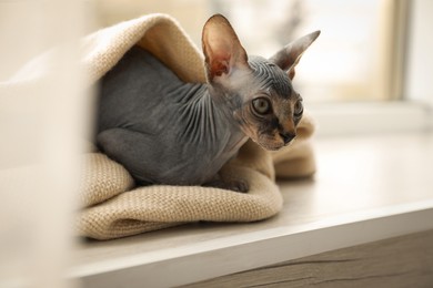 Adorable Sphynx kitten wrapped in plaid near window at home. Baby animal