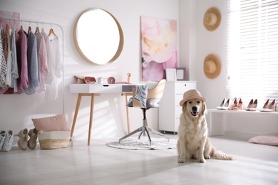 Adorable Golden Retriever dog in stylish dressing room