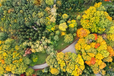 Aerial view of beautiful autumn park with path