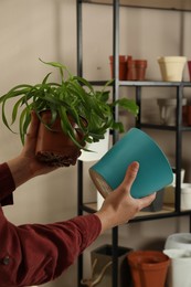Photo of Woman holding houseplant and new pot indoors, closeup