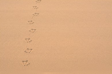 Bird tracks on beach sand. Space for text