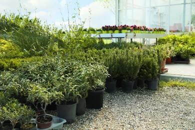 Photo of Many different potted plants on gravel outdoors