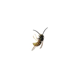 Beautiful wasp on white background. Wild insect