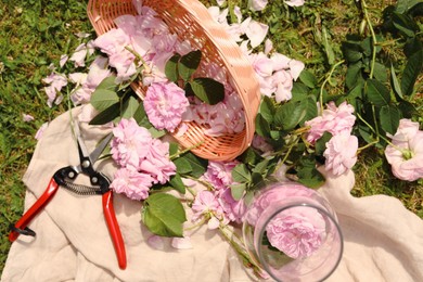 Tea roses, petals and pruner on green grass, flat lay
