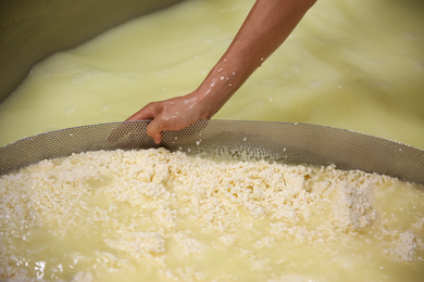 Worker separating curd from whey in tank at cheese factory, closeup