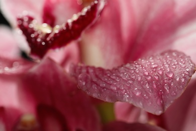 Closeup view of beautiful blooming flower with dew drops as background