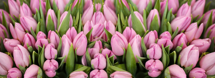 Beautiful bouquet of violet tulips as background. Horizontal banner design
