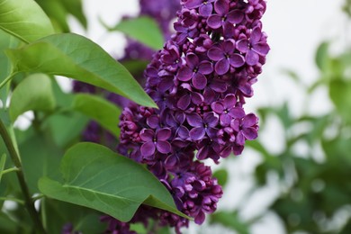 Photo of Beautiful lilac plant with fragrant purple flowers outdoors, closeup
