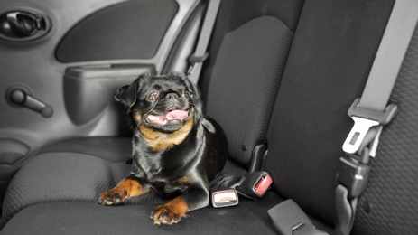 Photo of Cute Petit Brabancon dog inside modern car
