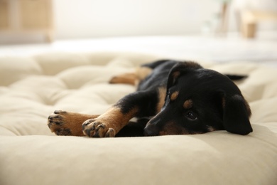 Photo of Cute little puppy lying on soft pillow indoors