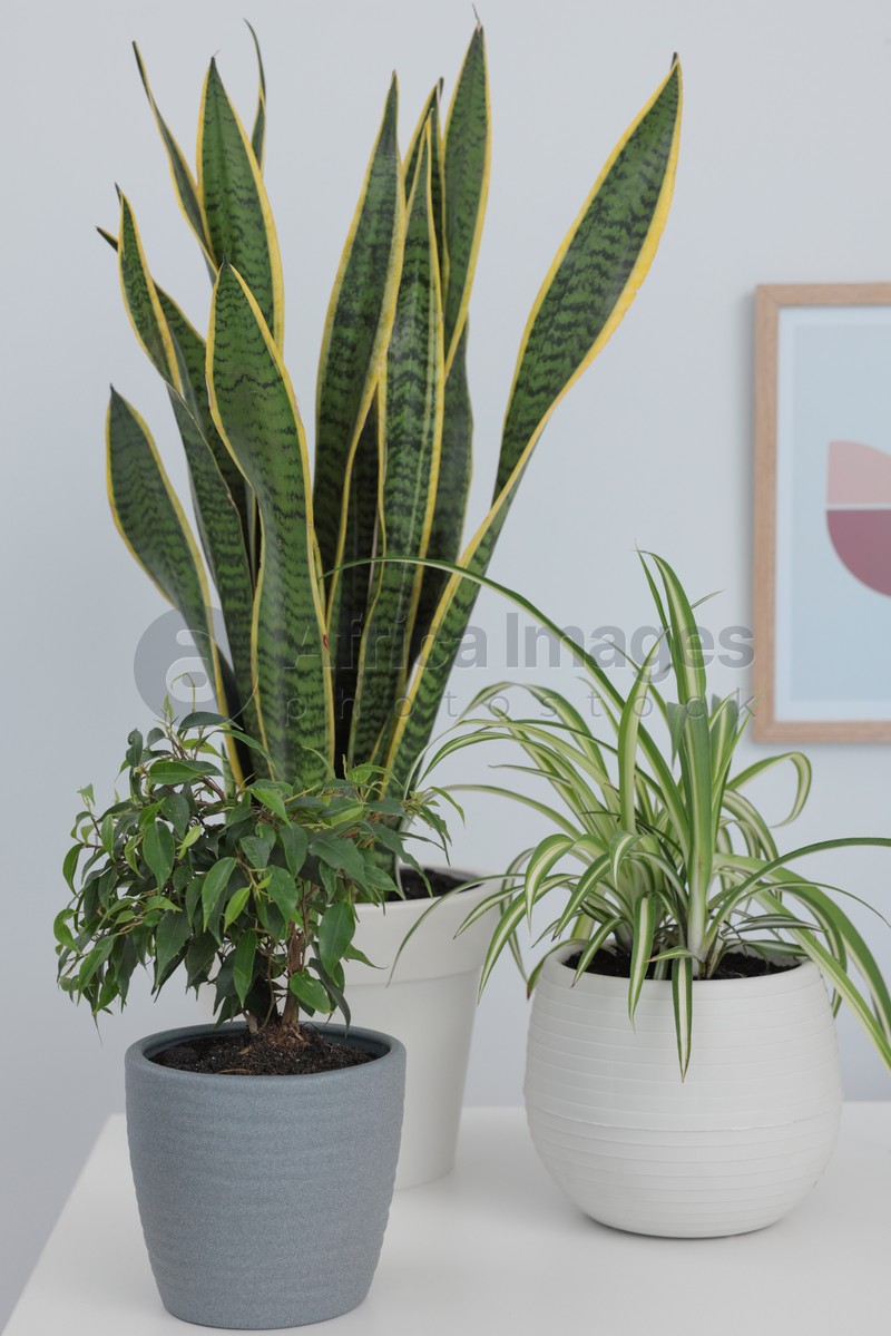Photo of Different beautiful house plants on white table