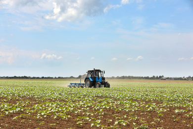 Modern tractor cultivating field of ripening sunflowers. Agricultural industry