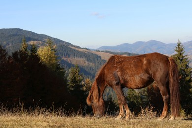 Photo of Horse grazing on field in mountains. Beautiful pet