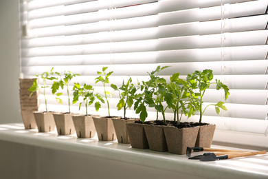 Gardening tools and green tomato seedlings in peat pots on white windowsill indoors