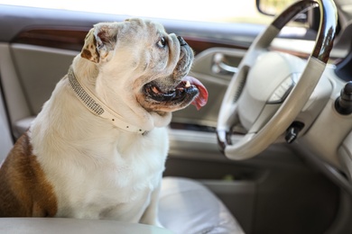 Adorable funny English bulldog inside modern car