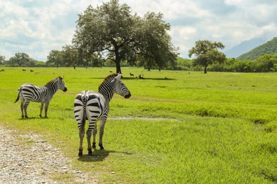 Beautiful striped African zebras in safari park