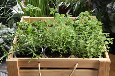 Photo of Different aromatic potted herbs in wooden crate, closeup