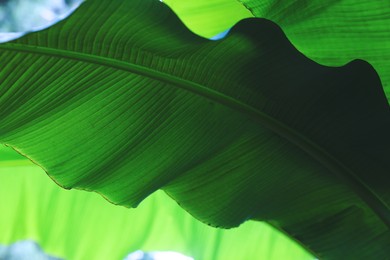 Photo of Closeup view of banana plant with beautiful green leaves outdoors. Tropical vegetation
