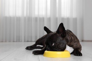 Photo of Adorable French Bulldog eating from yellow bowl indoors. Lovely pet