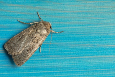Paradrina clavipalpis moth on light blue wooden background, top view. Space for text