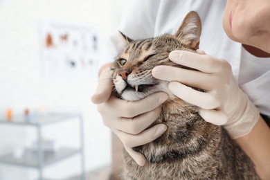 Professional veterinarian examining cat's teeth in clinic