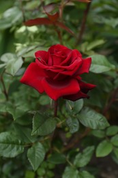 Photo of Beautiful blooming red rose outdoors, closeup view