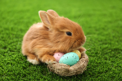Adorable fluffy bunny and decorative nest with Easter eggs on green grass