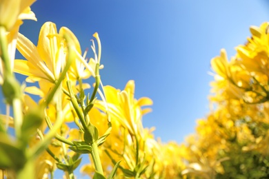 Beautiful yellow lilies in blooming field against blue sky. Space for text
