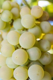 Photo of Green tasty grapes growing in vineyard, closeup
