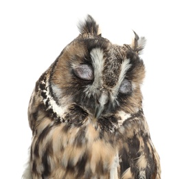 Beautiful eagle owl on white background. Predatory bird