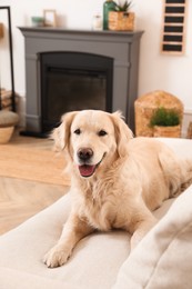 Adorable Golden Retriever dog on sofa near electric fireplace indoors